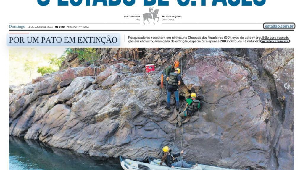 Biólogos e pesquisadores organizam expedições para garantir a preservação do pato mergulhão