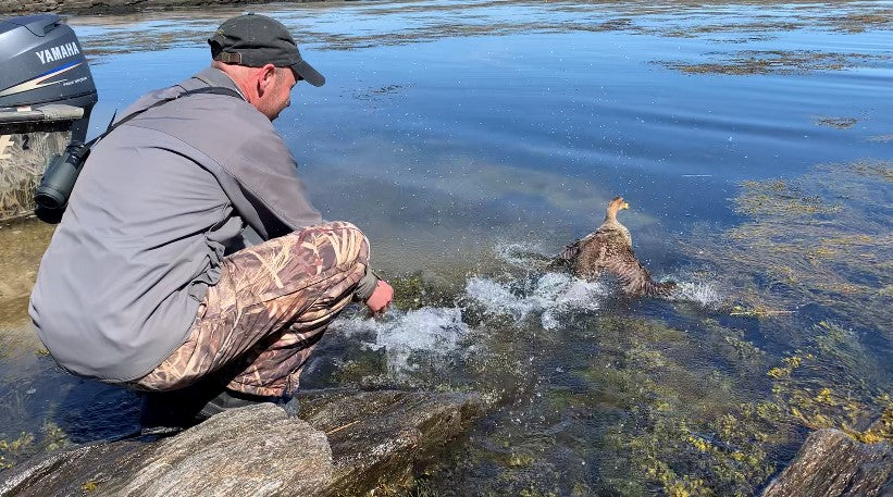 Sea Duck Research with Avinet Mist Nets off of Coast of Maine.